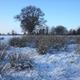Field by Pound Cottage  (MM)