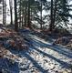 Woodland in the snow 3 (JN)