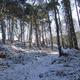 Woodland in the snow 2 (JN)