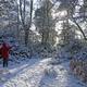 Woodland in the snow 1 (JN)