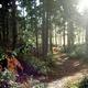 In the wood (JN)